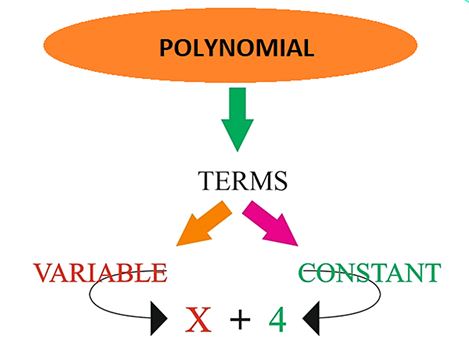 Polynomial and Rational Functions